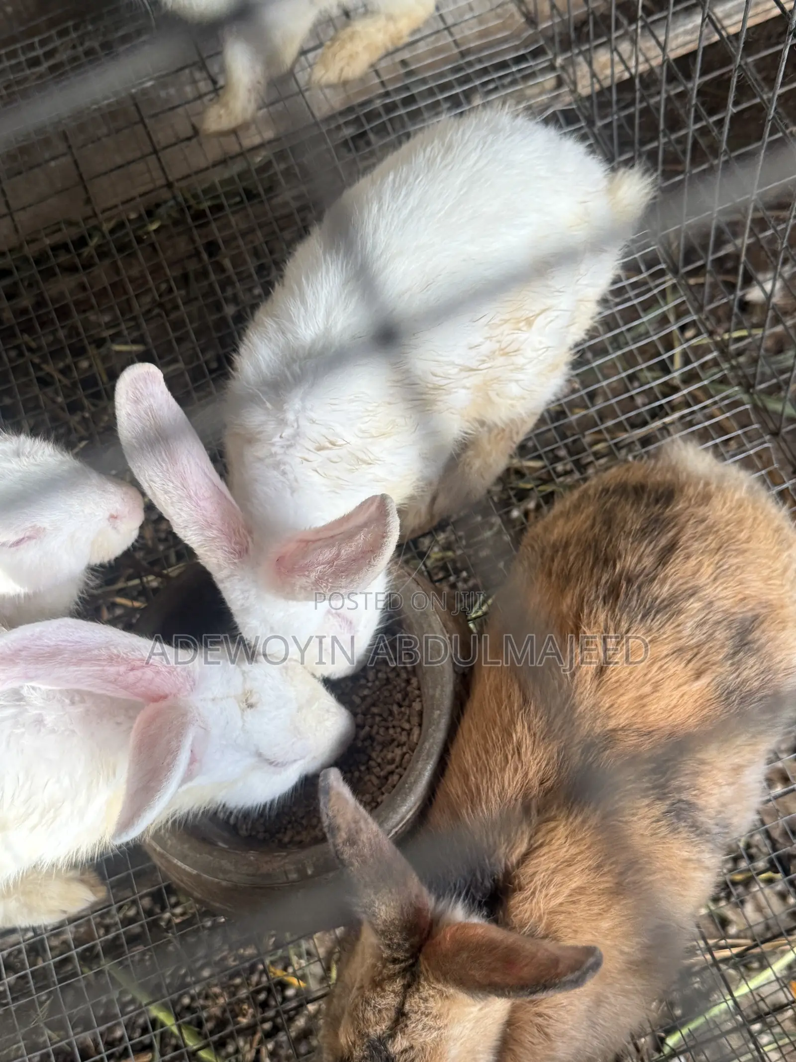 Matured 6 Months Old Rabbit