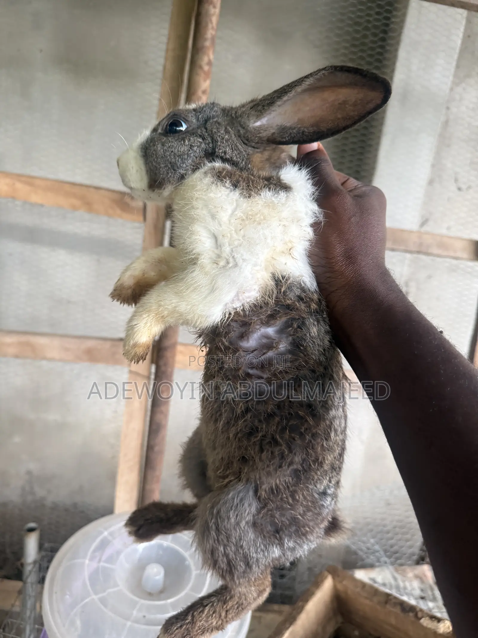 Matured 6 Months Old Rabbit