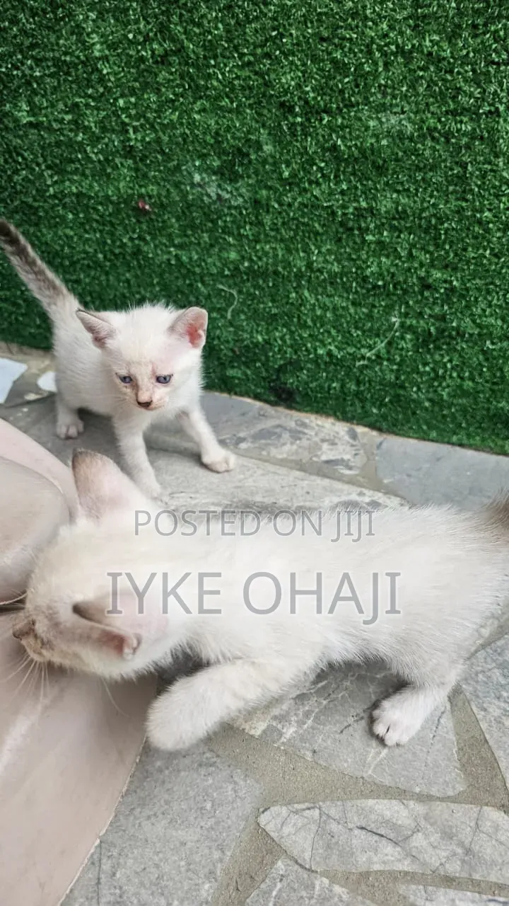 1-3 months Female Mixed Breed Siamese