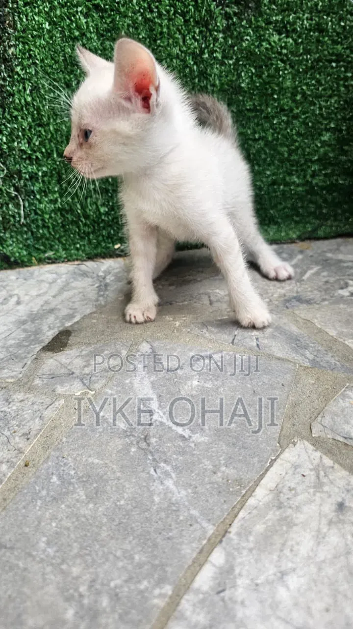 1-3 months Female Mixed Breed Siamese