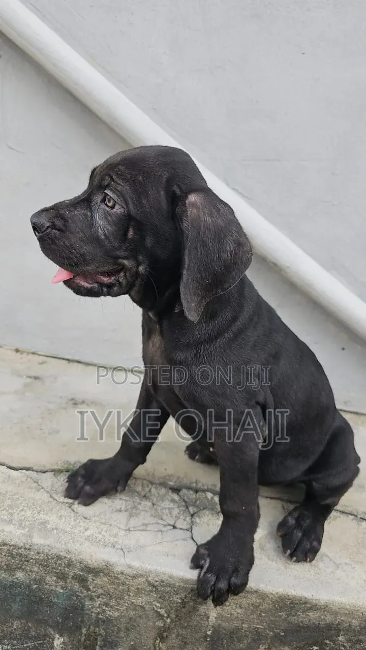 3-6 months Male Purebred Cane Corso