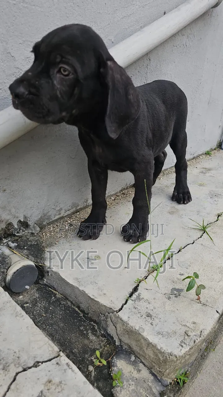 3-6 months Male Purebred Cane Corso