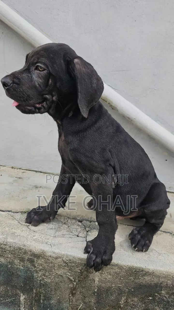 3-6 months Male Purebred Cane Corso