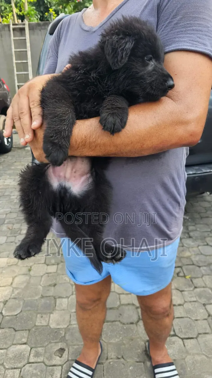 1-3 months Male Purebred German Shepherd