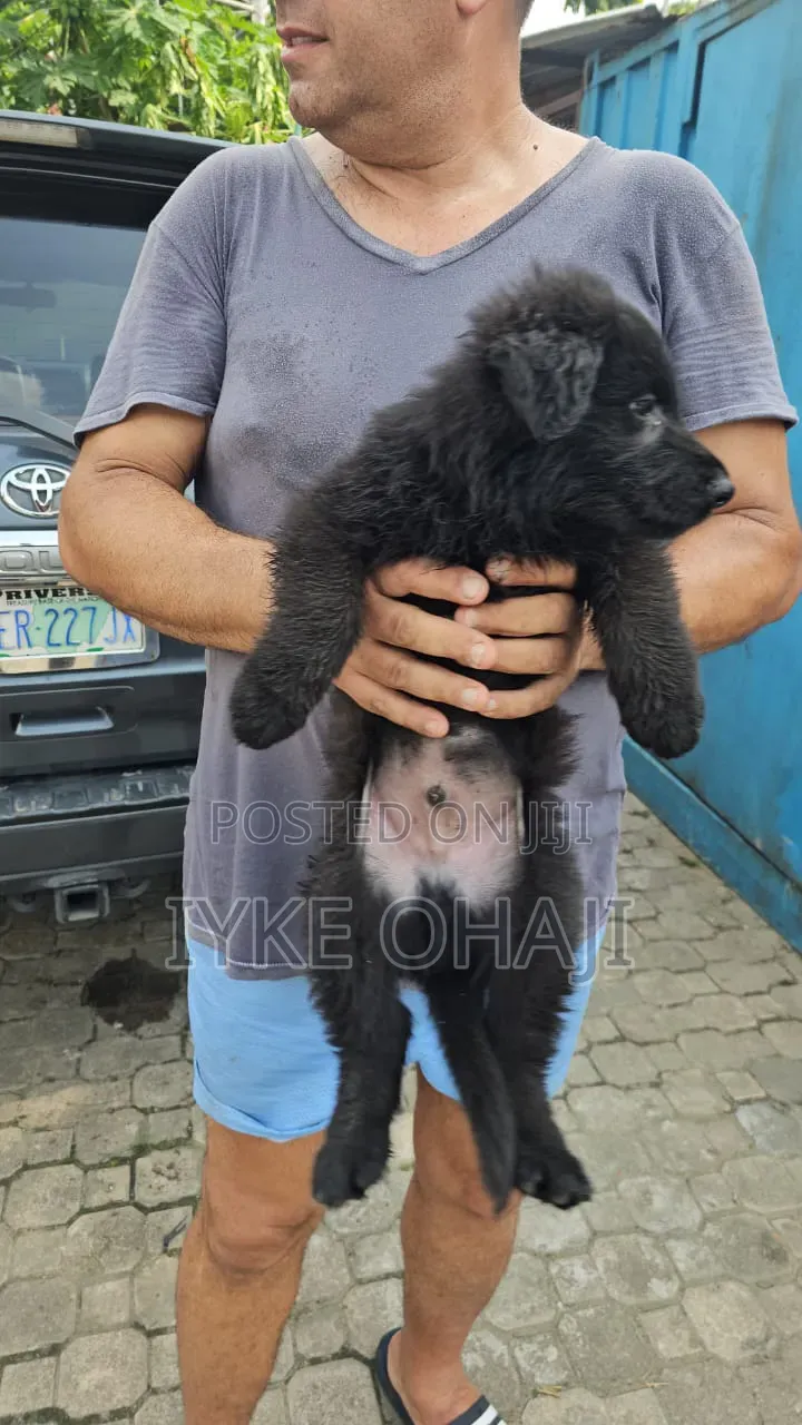 1-3 months Male Purebred German Shepherd