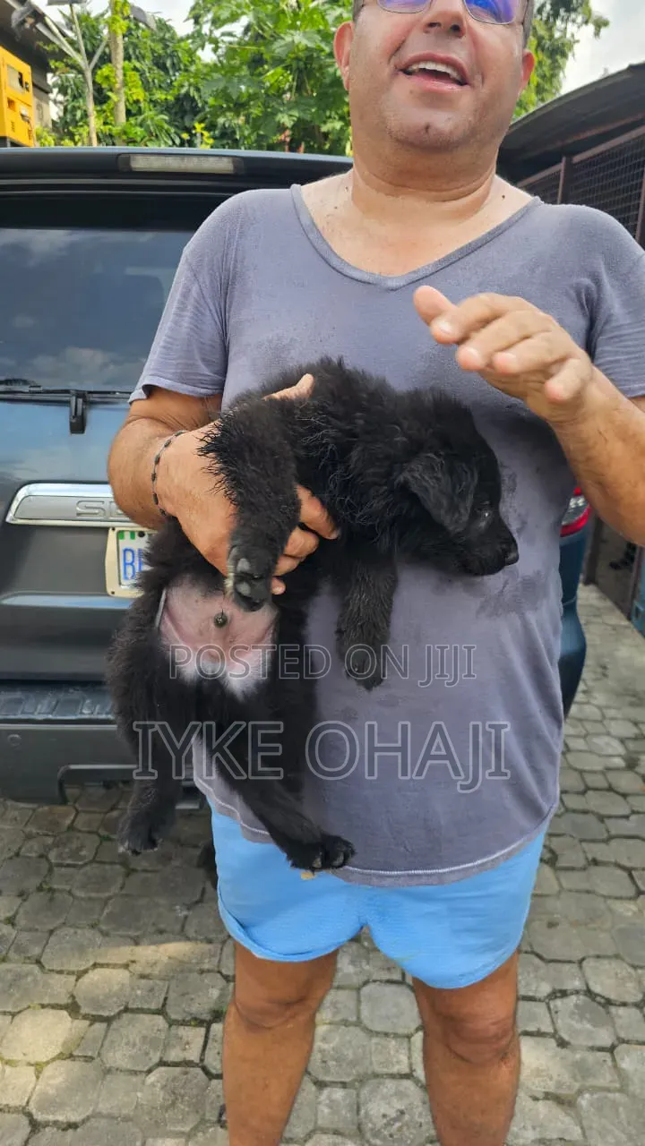 1-3 months Male Purebred German Shepherd