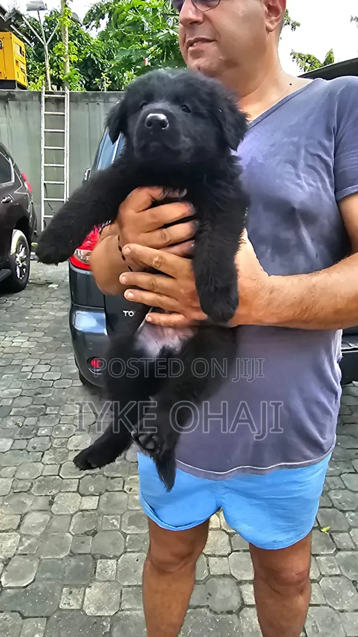 1-3 months Male Purebred German Shepherd