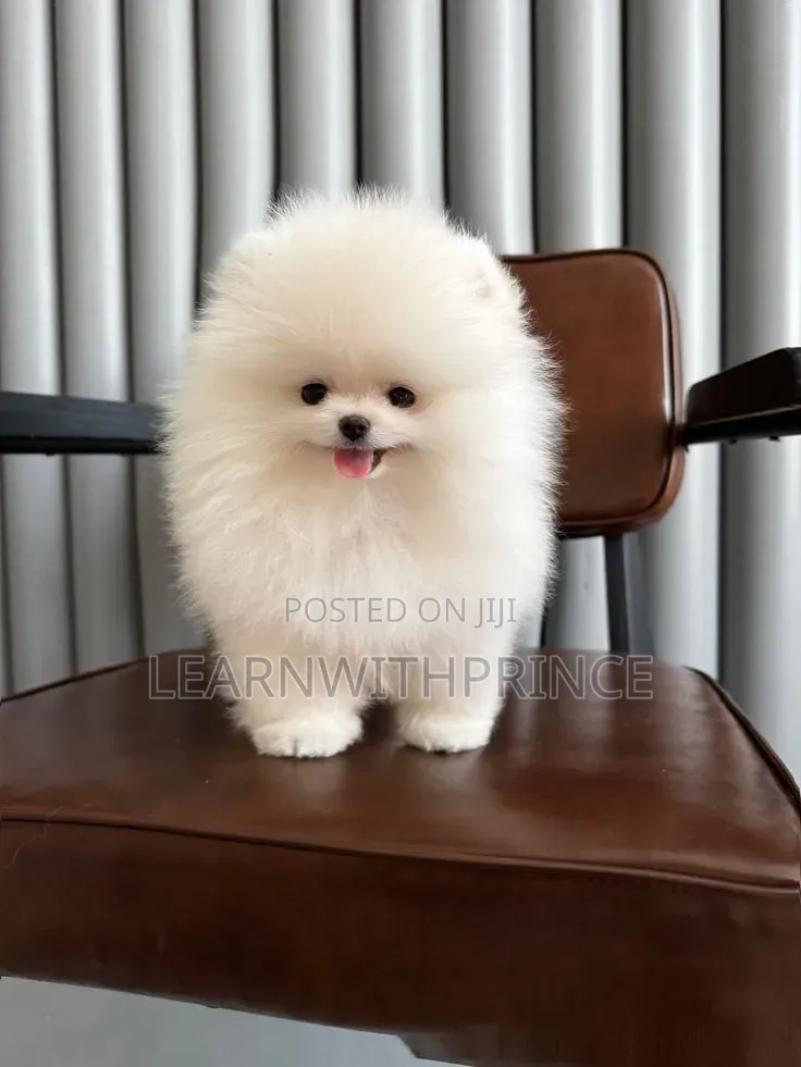 1-3 months Male Purebred Pomeranian