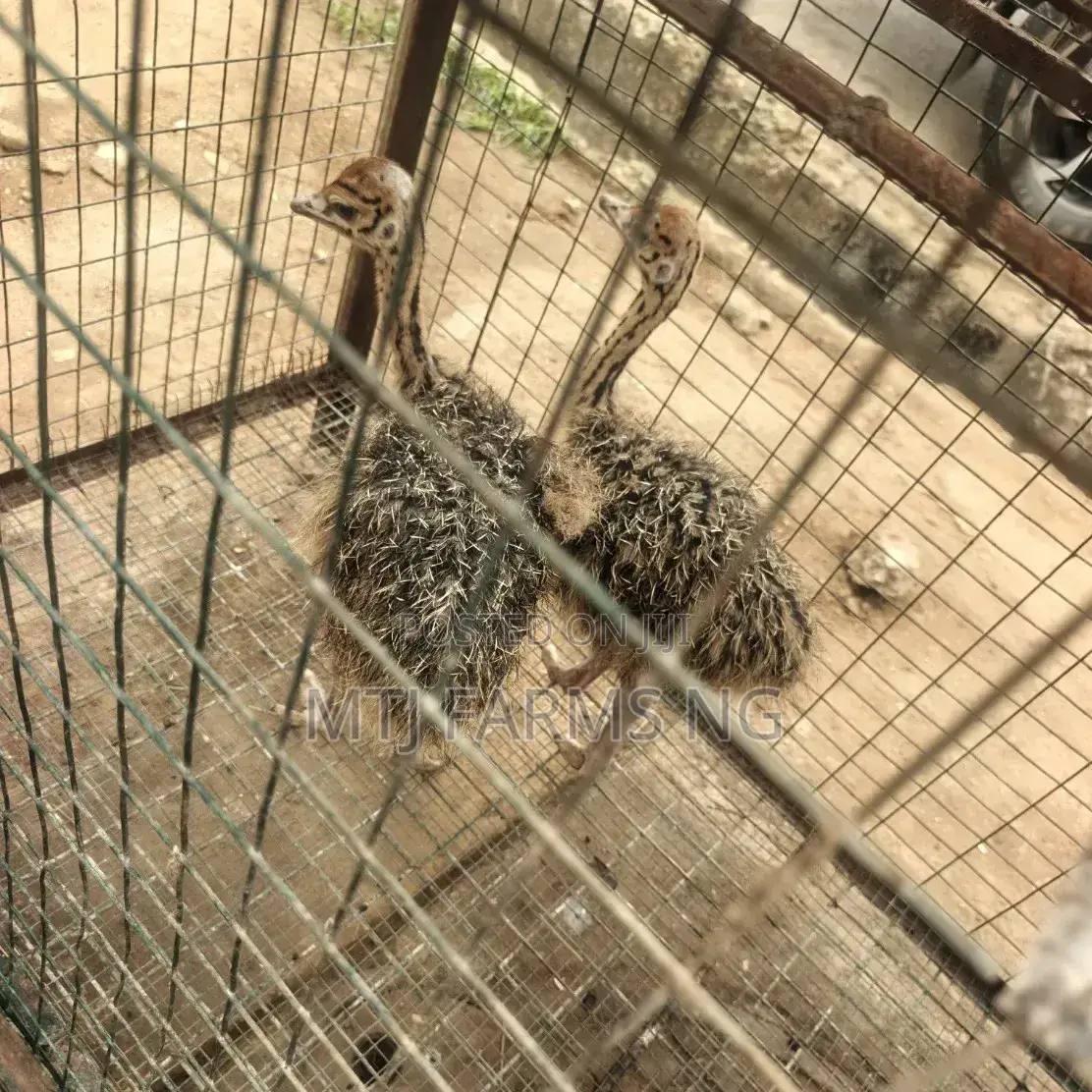 Ostriches Are Available