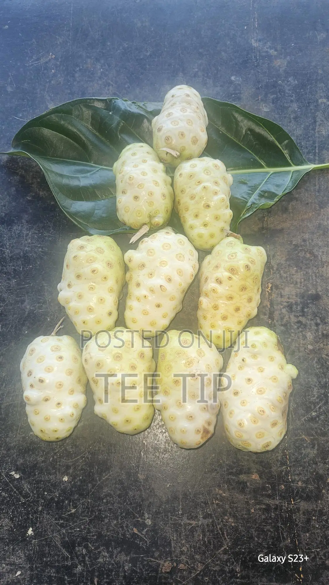 Fresh and Dried Noni Fruits