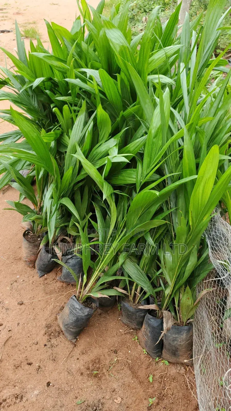 Malaysia Supergene Palm Seedling
