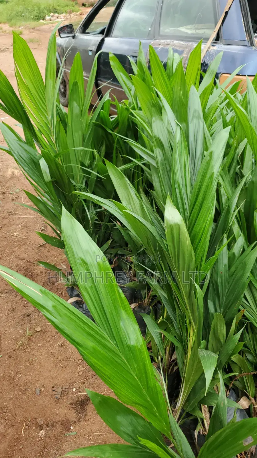 Malaysia Supergene Palm Seedling