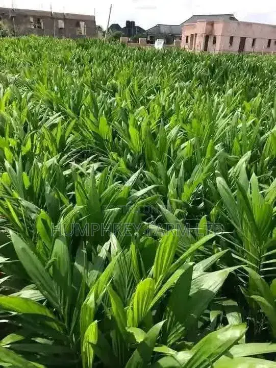 Malaysia Supergene Palm Seedling