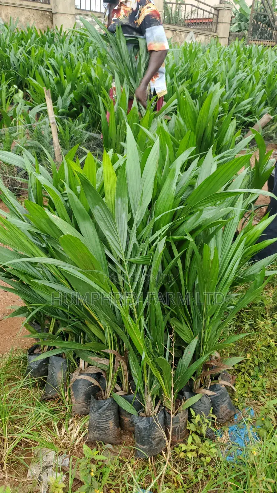 Malaysia Supergene Palm Seedling
