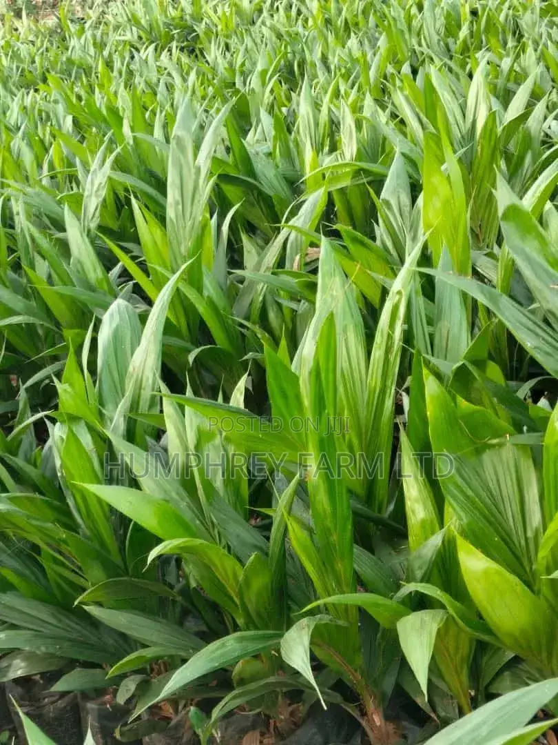 Supergene Palm Seedling
