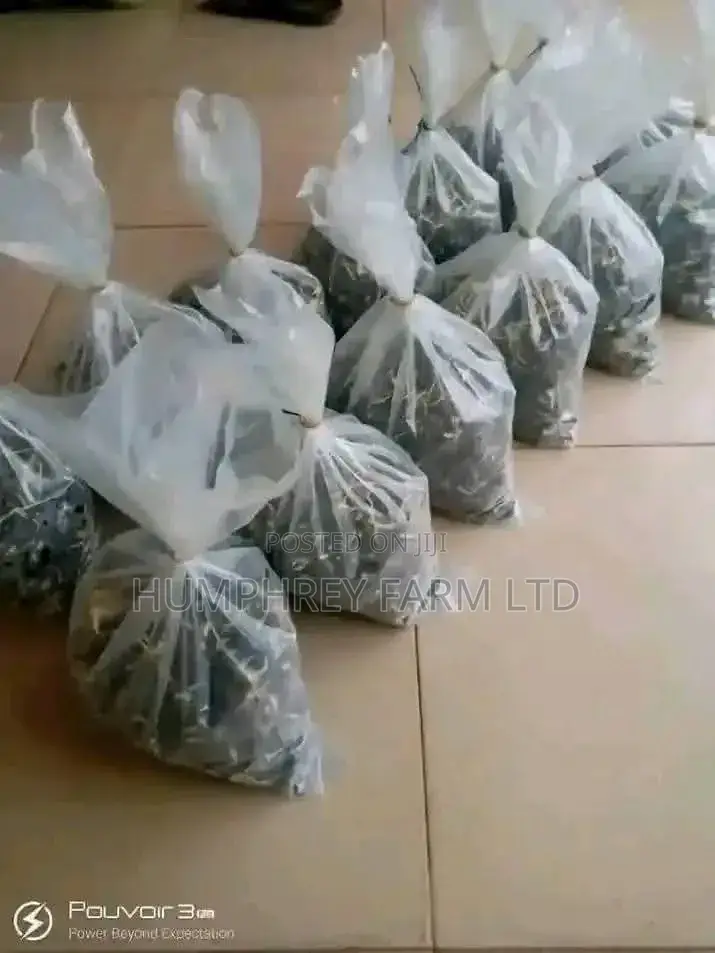 Hybrid Supergene Sprouted Palm Seed