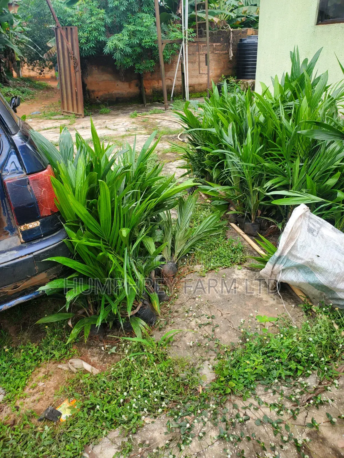 Hybrid Palm Seedling