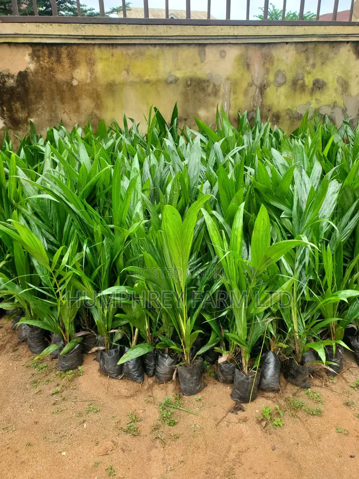 Hybrid Palm Seedling