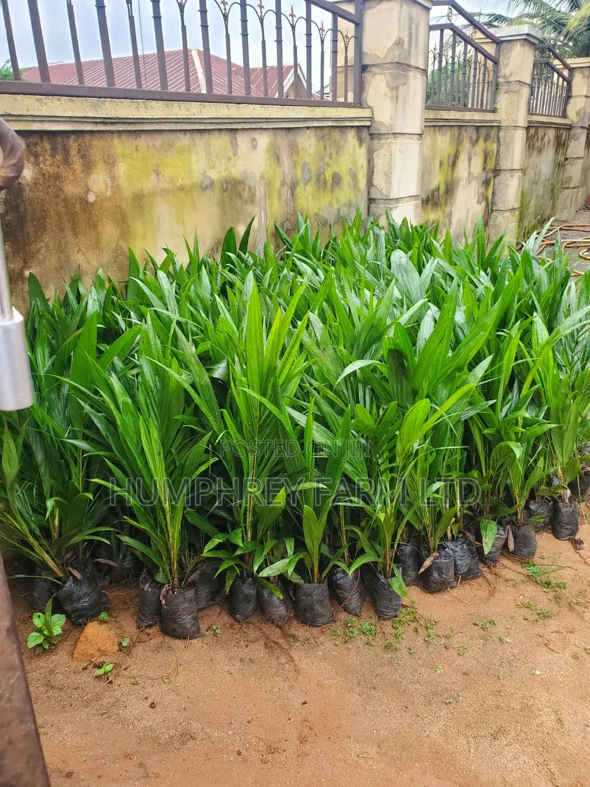 Hybrid Palm Seedling