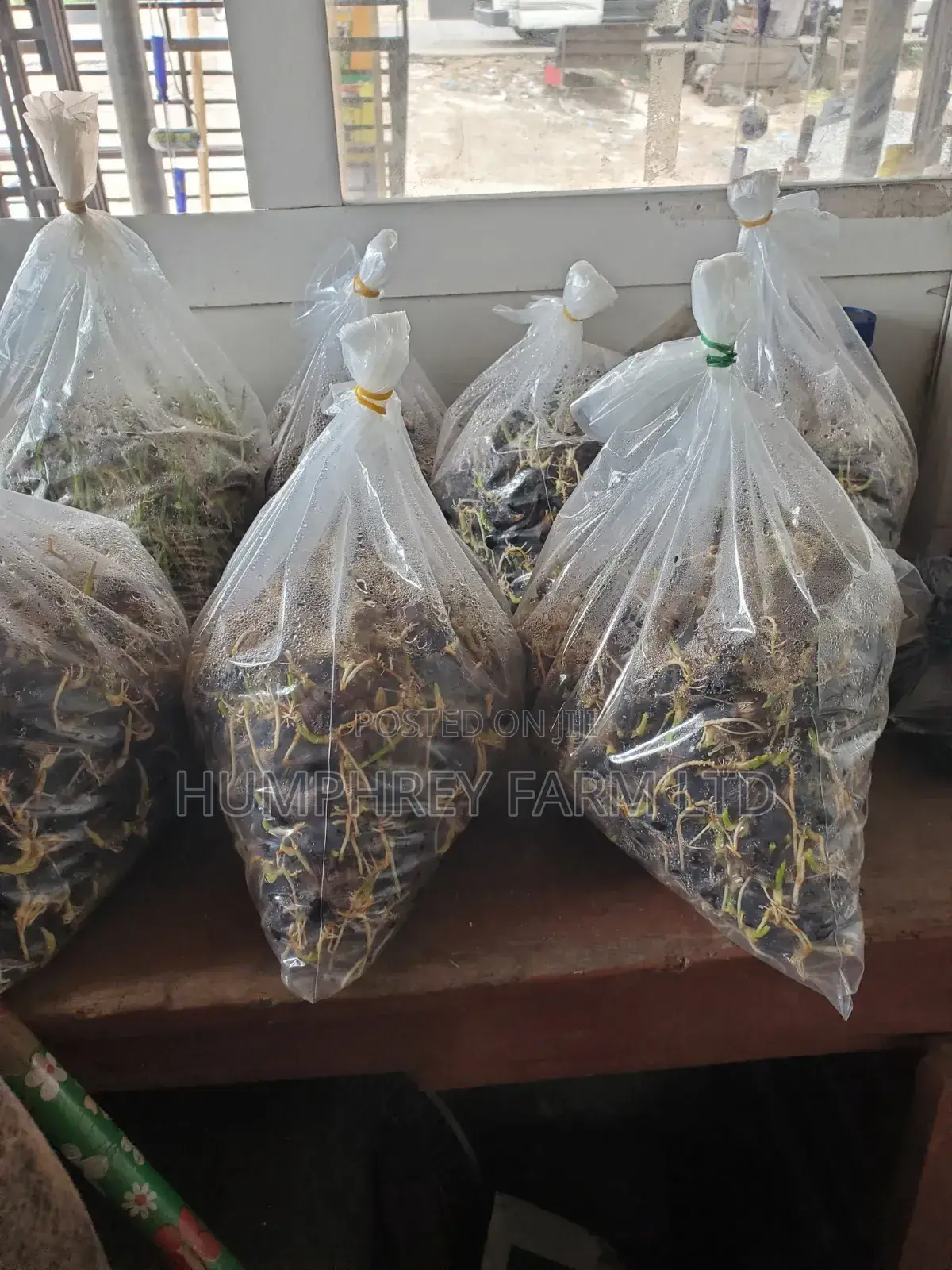 Supergene Sprouted Palm Seeds