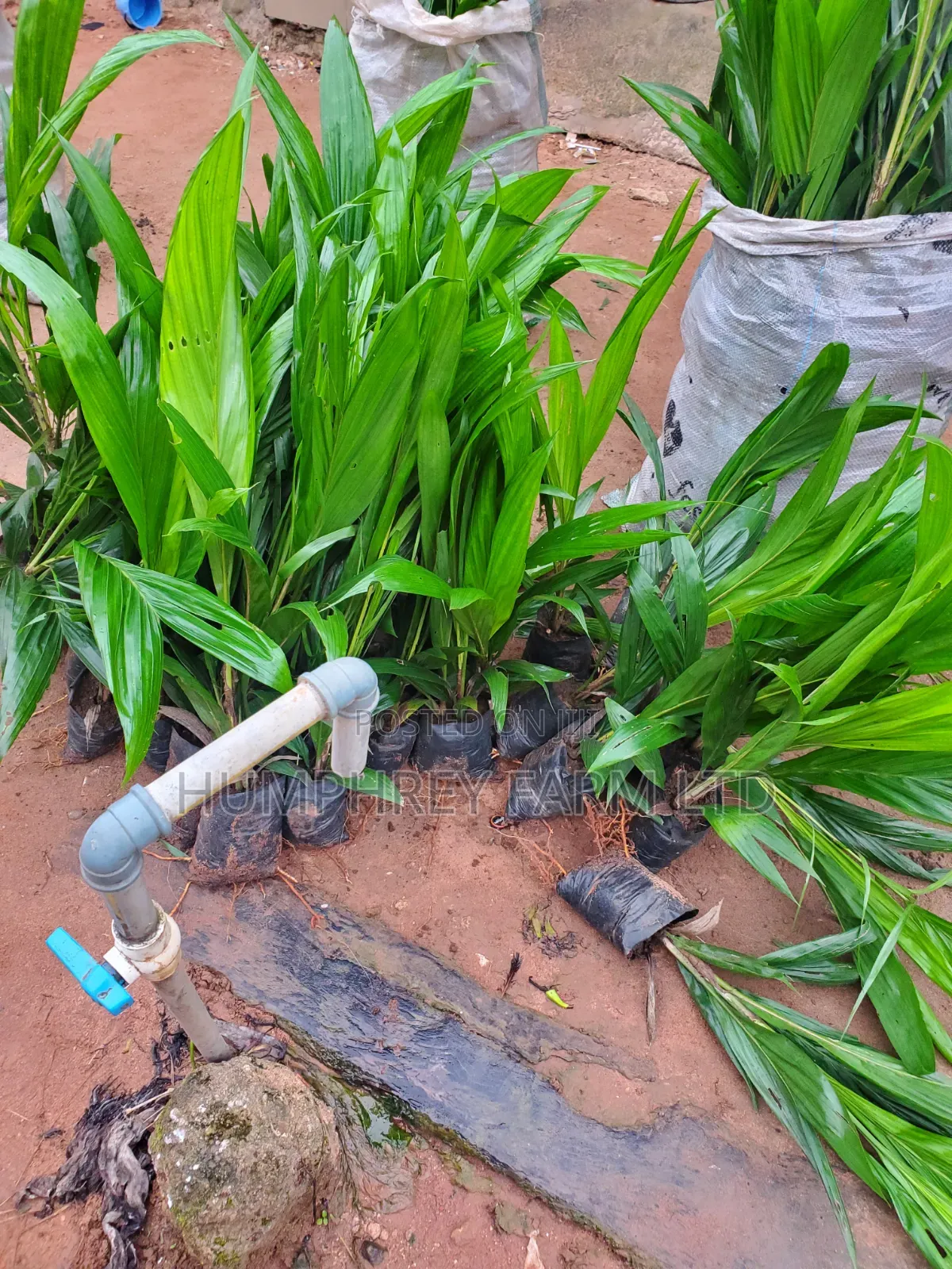 Hybrid Tenera Oil Palm Seedlings And Seeds