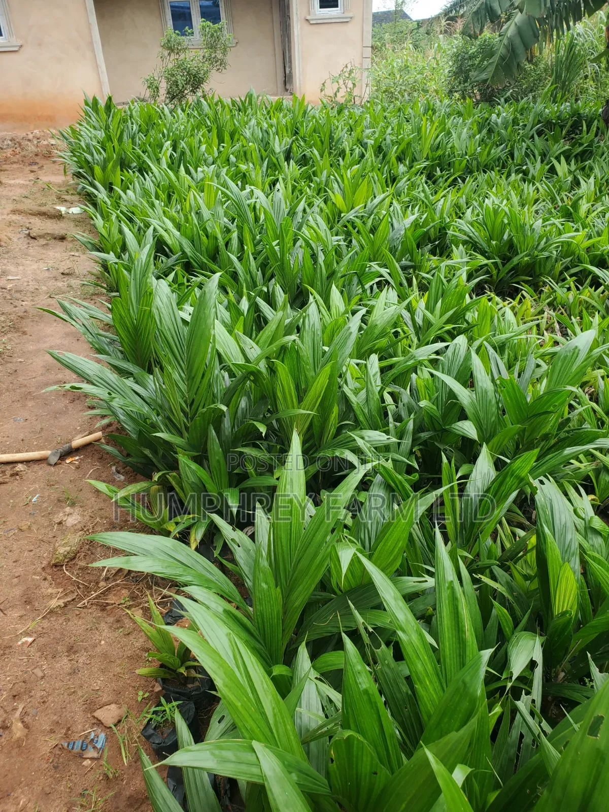 Hybrid Tenera Oil Palm Seedlings And Seeds