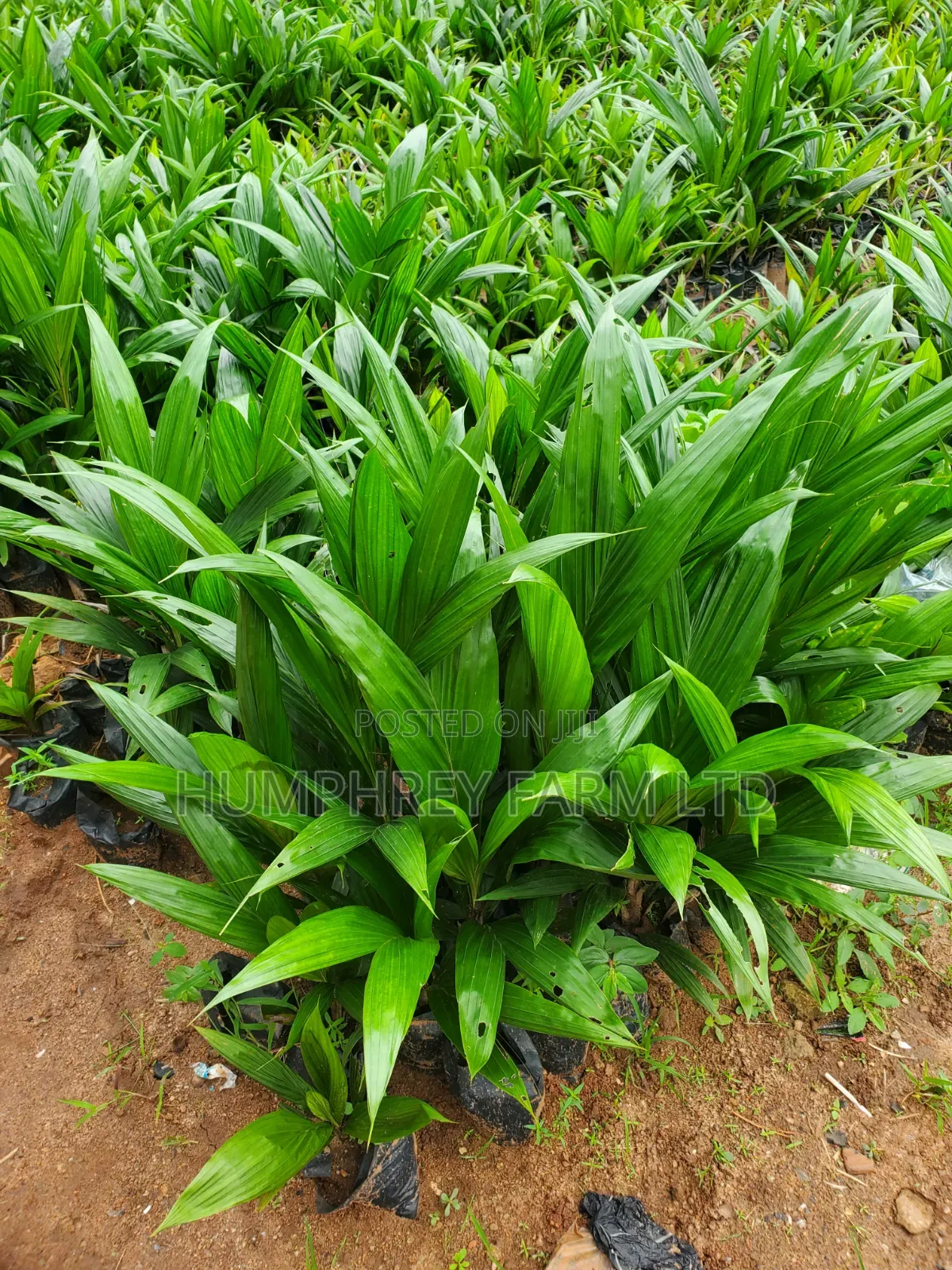 Hybrid Tenera Oil Palm Seedlings And Seeds