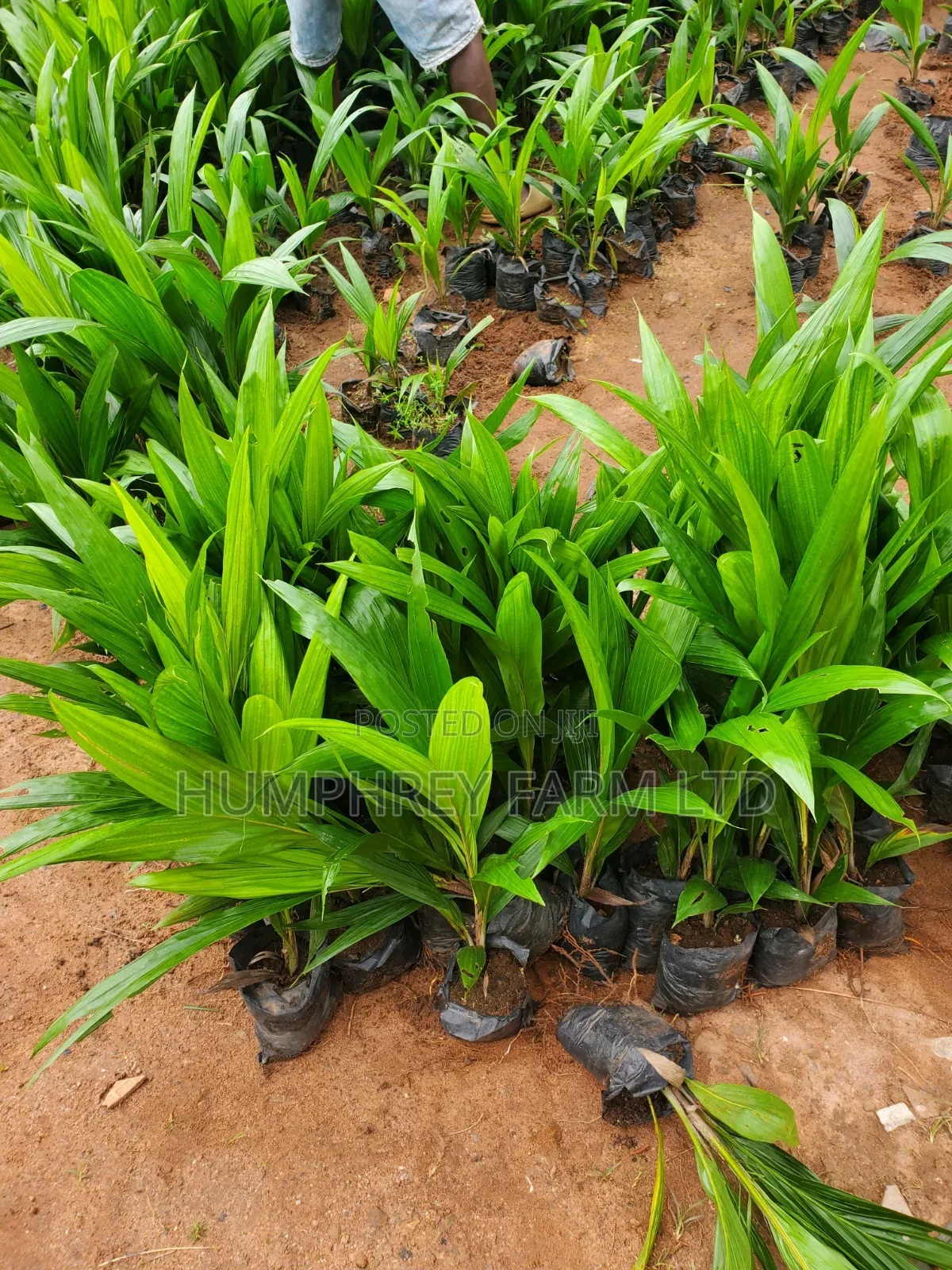 Hybrid Tenera Oil Palm Seedlings And Seeds