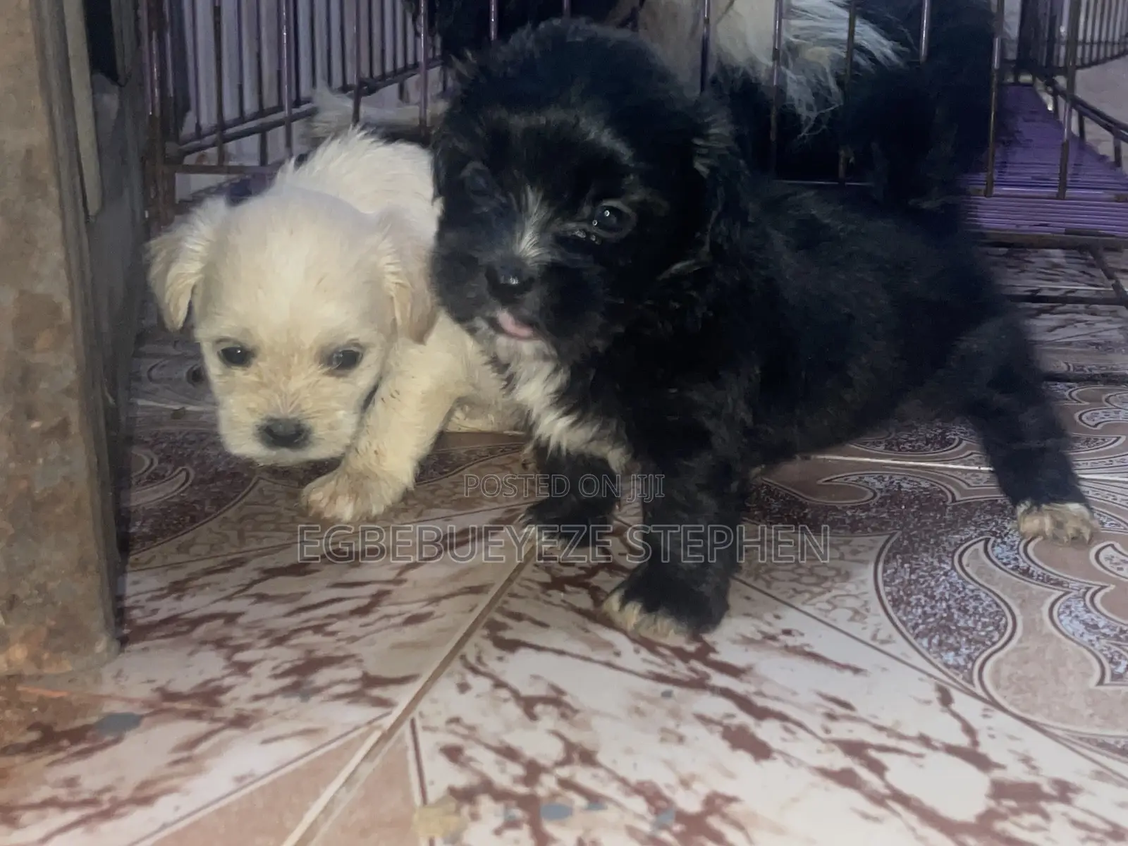 0-1 month Female Purebred Lhasa Apso