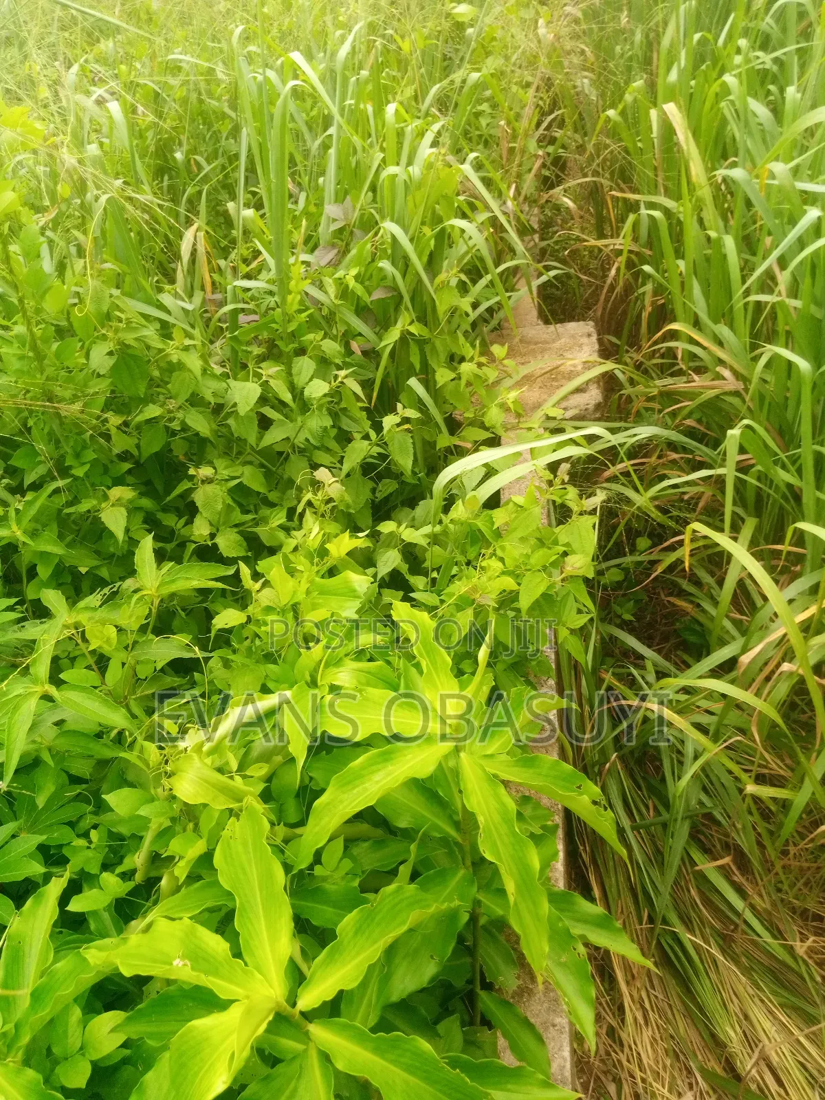 Land for Residential or Commercial Purposes Available
