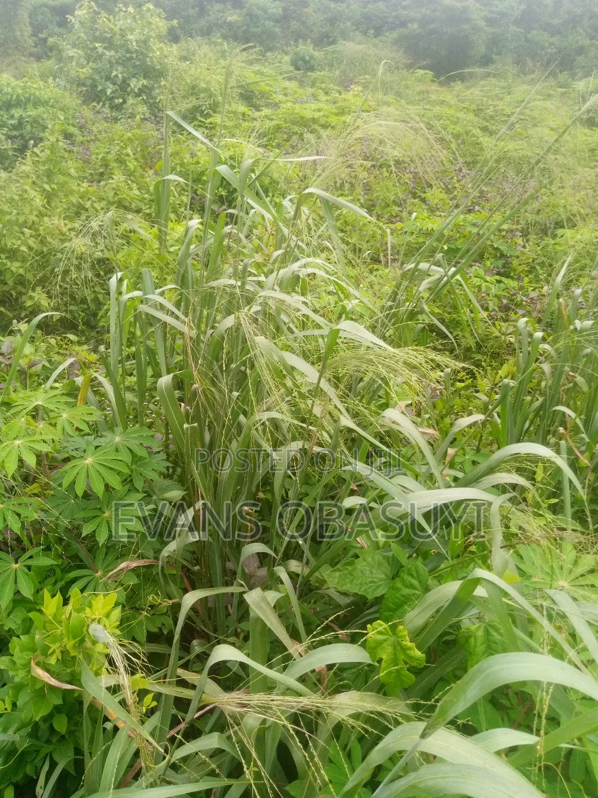 Land for Residential or Commercial Purposes Available