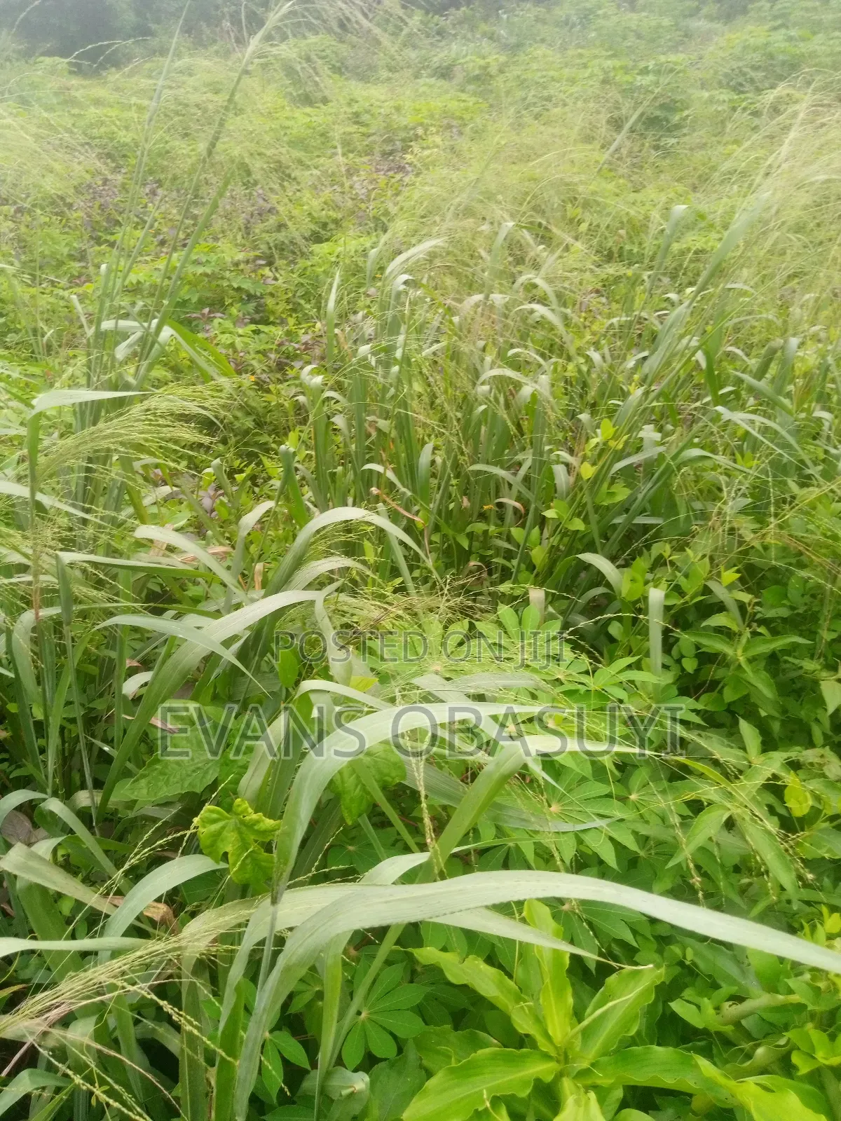 Land for Residential or Commercial Purposes Available