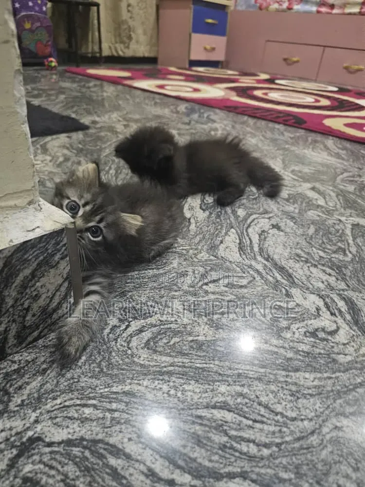 1-3 months Male Purebred Persian