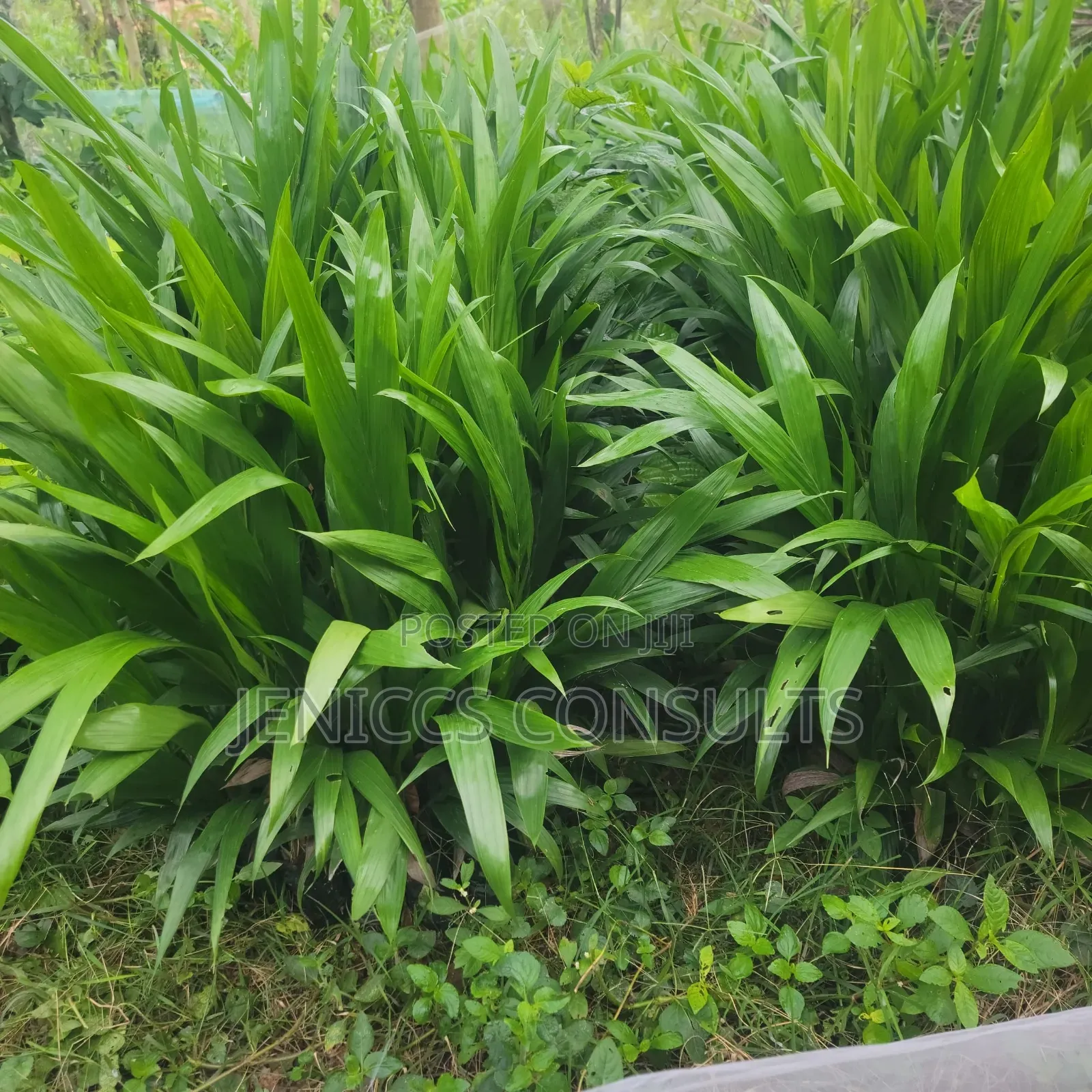 Hybrid Tenera Oil Palm Seedlings
