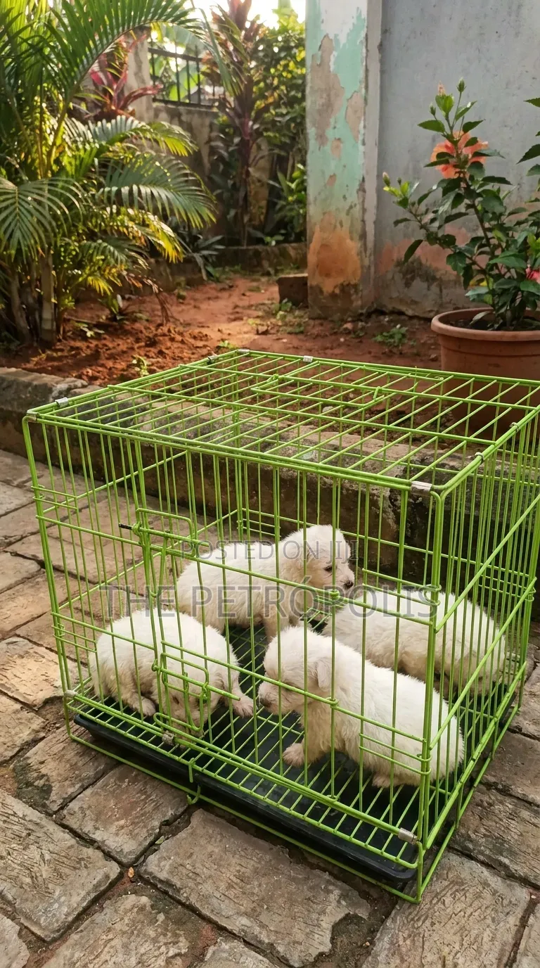 1-3 months Male Purebred American Eskimo