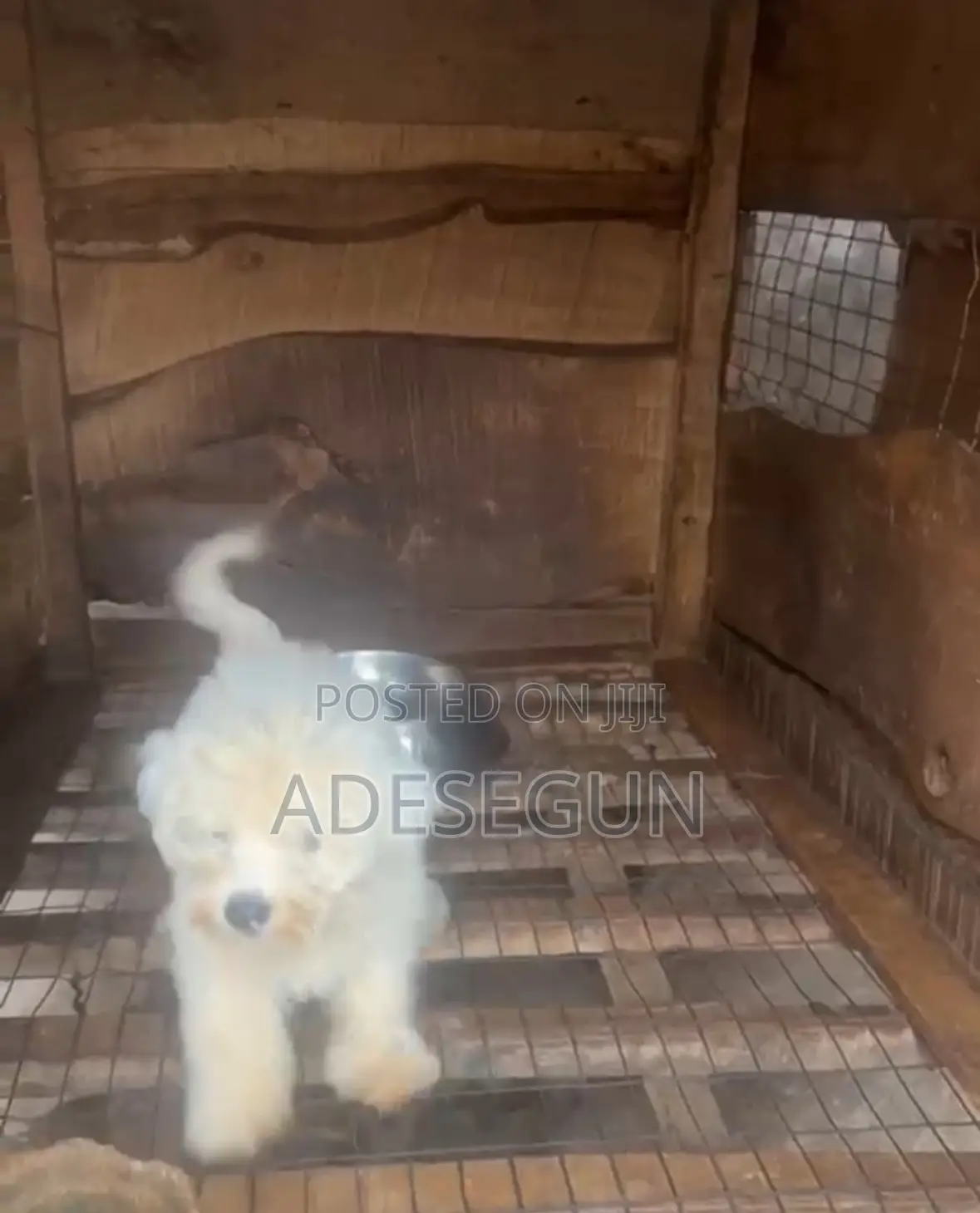 1-3 months Male Purebred Lhasa Apso