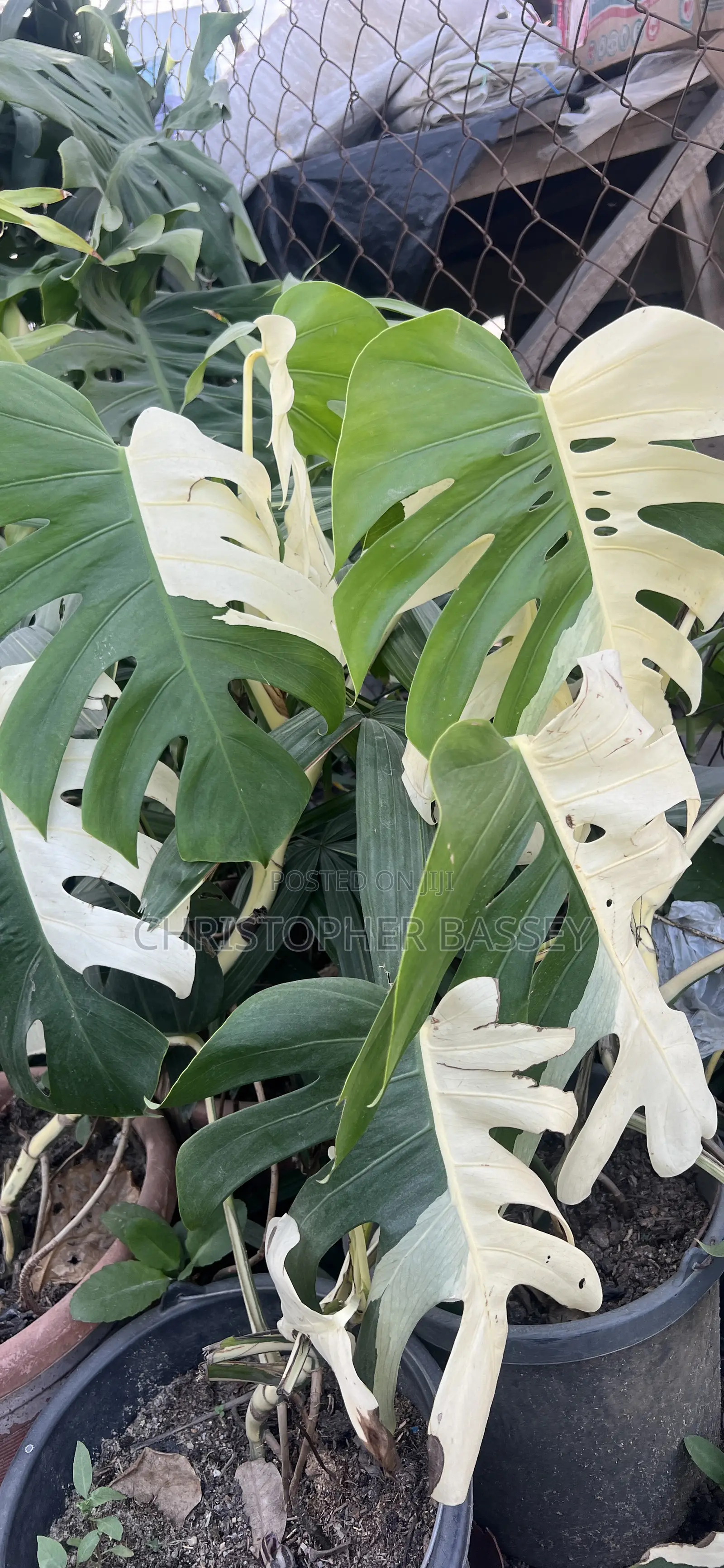 Variegated Sweet Monstera Plants