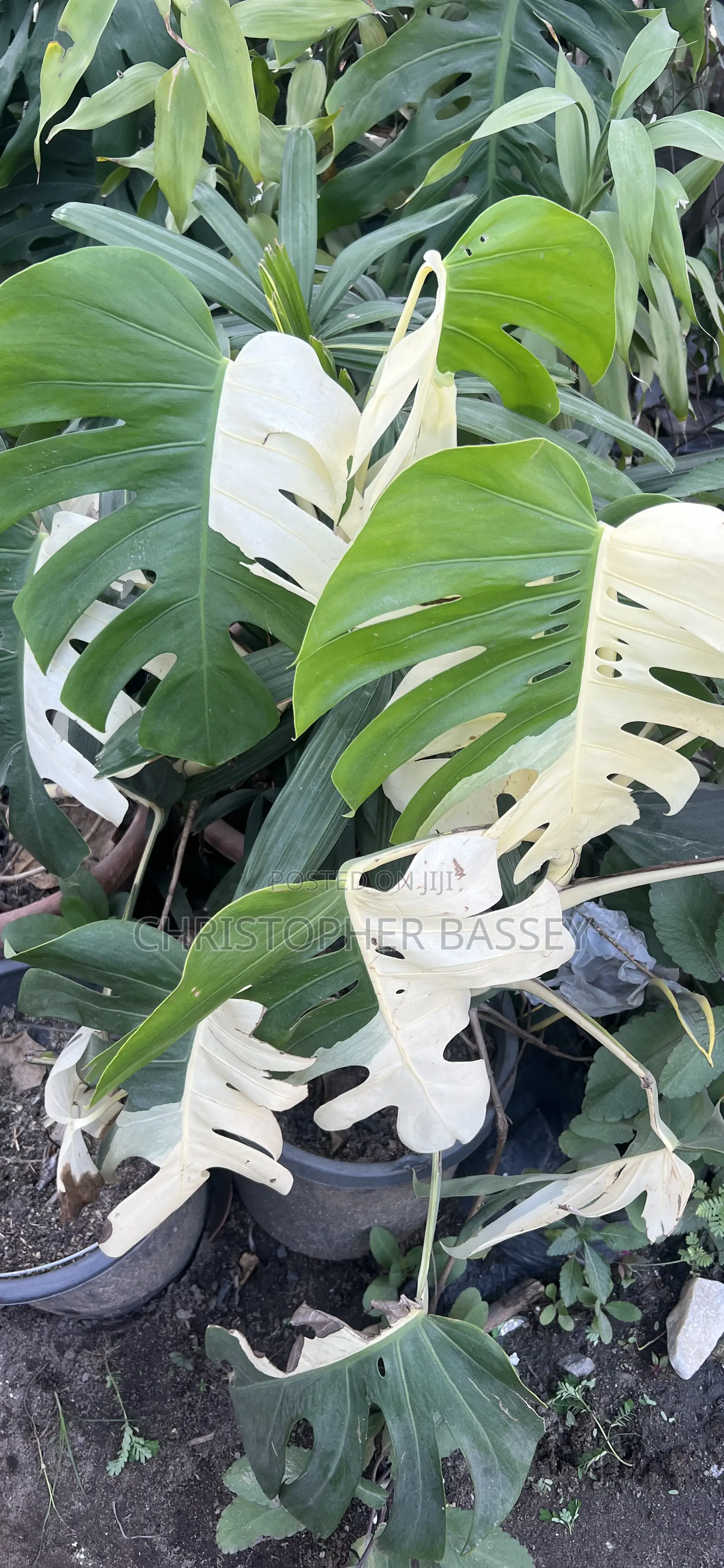 Variegated Sweet Monstera Plants