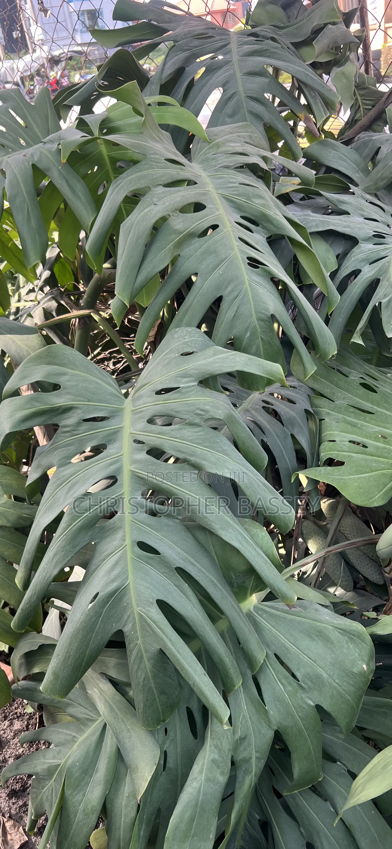 Variegated Sweet Monstera Plants