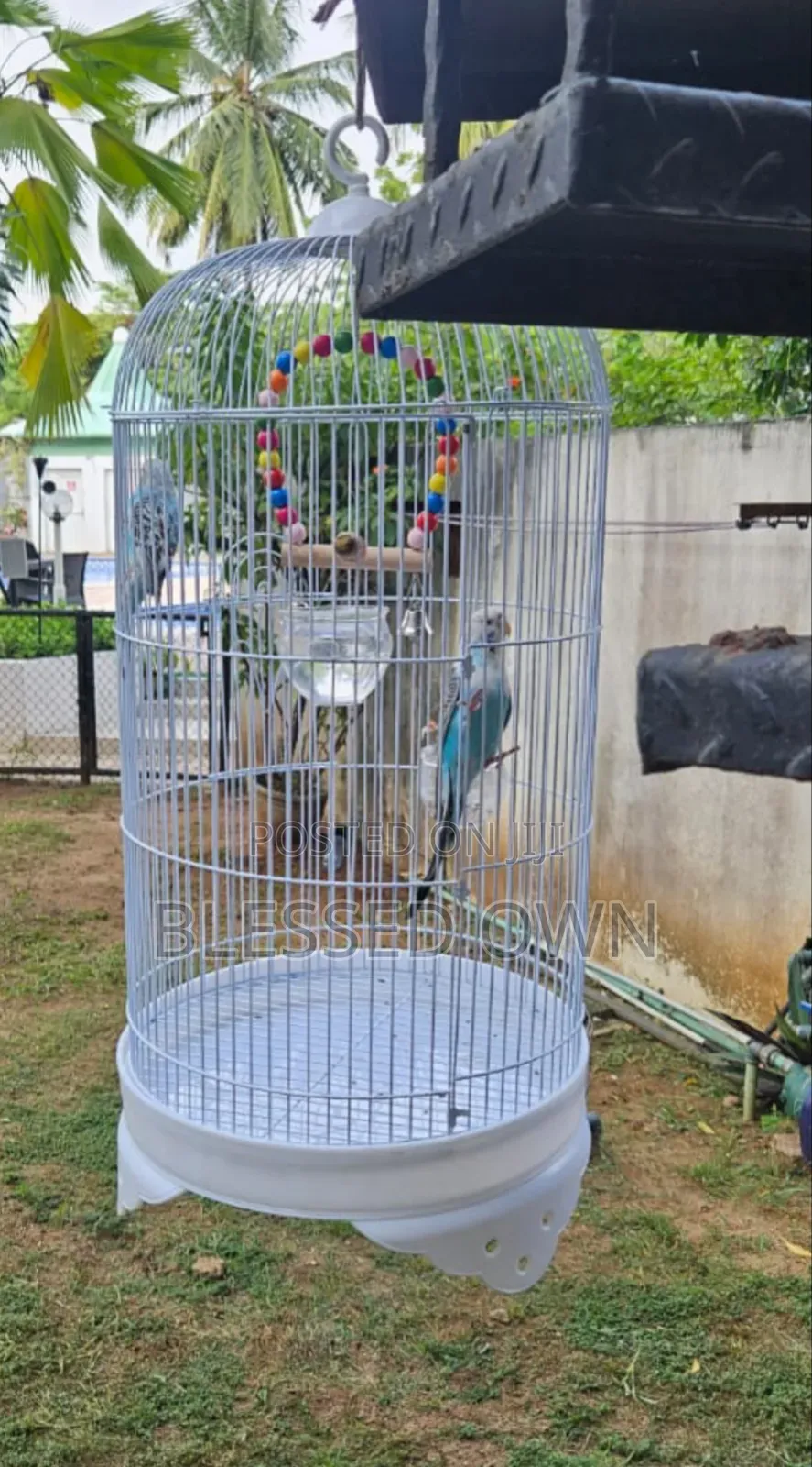 Budgies, Cocktiel, Canary and Grey Parrots Cage for Sale