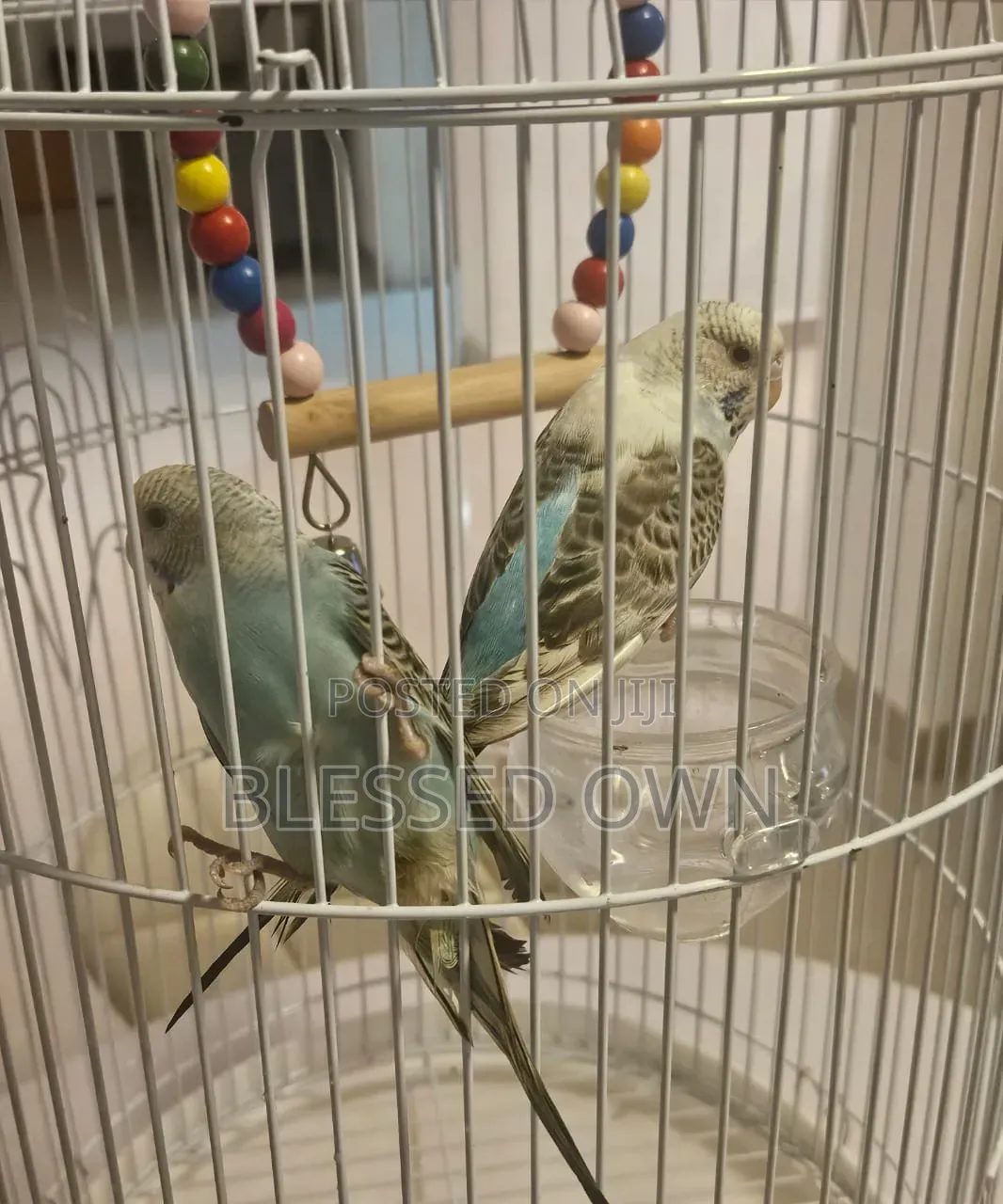 Budgies, Cocktiel, Canary and Grey Parrots Cage for Sale