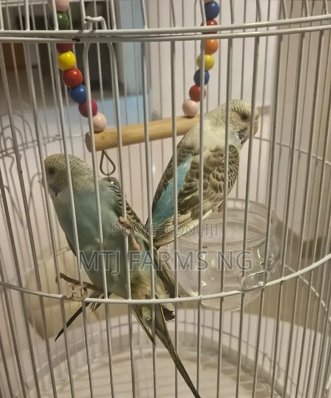 Budgies, Cocktiel, Canary and Grey Parrots Cage for Sale
