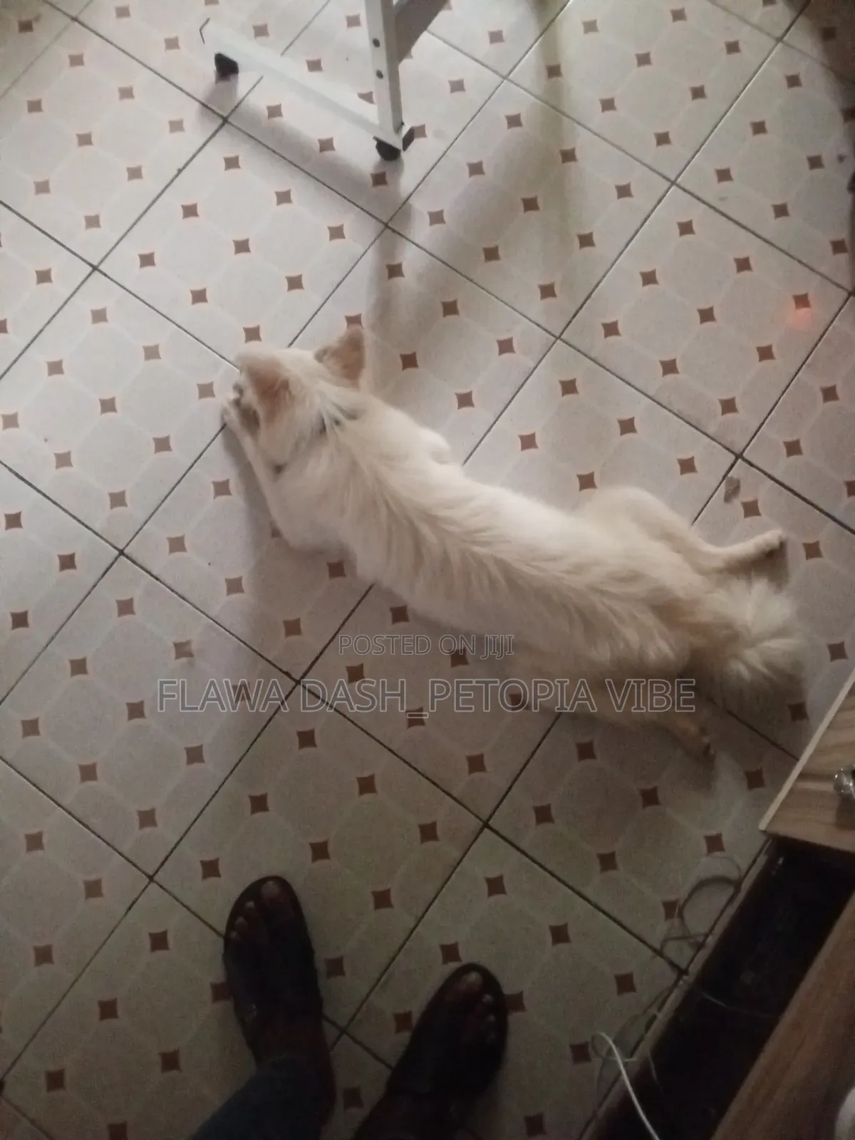 6-12 months Female Purebred American Eskimo