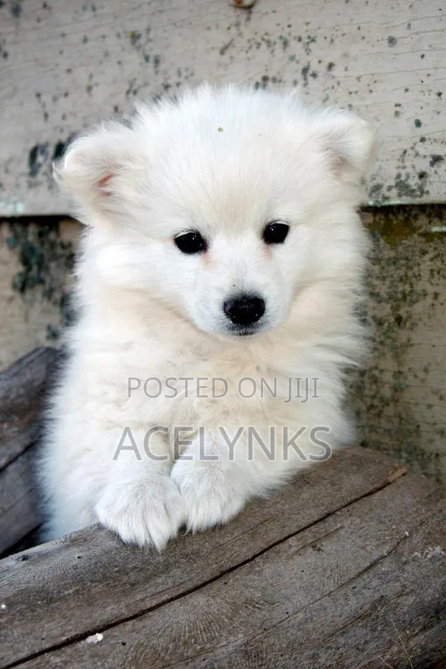 1-3 months Female Purebred American Eskimo