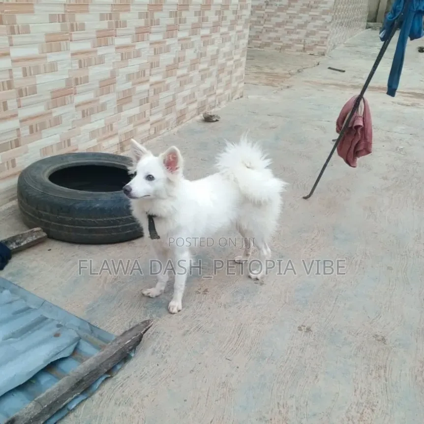 6-12 months Female Purebred American Eskimo