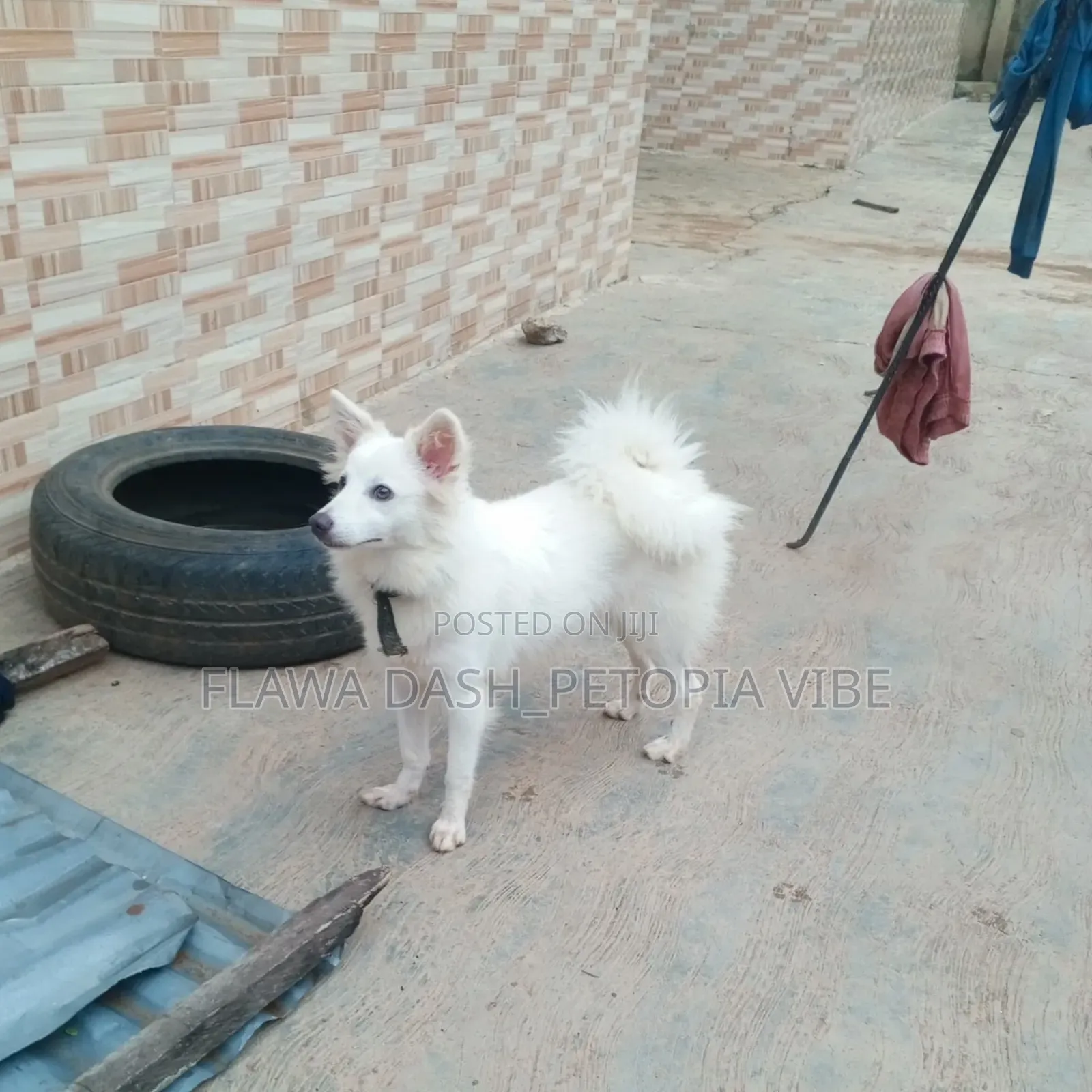 6-12 months Female Purebred American Eskimo