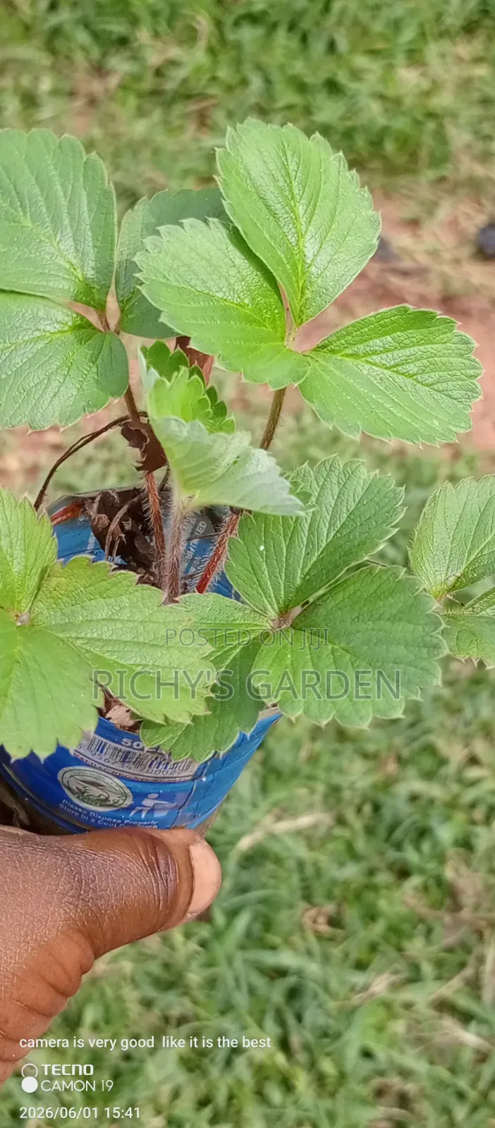 Live Strawberry Plants for Sale