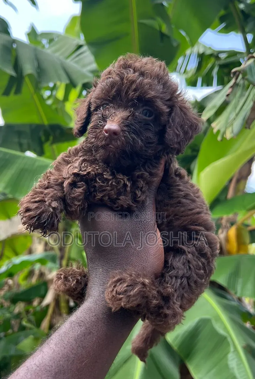 1-3 months Female Purebred Poodle