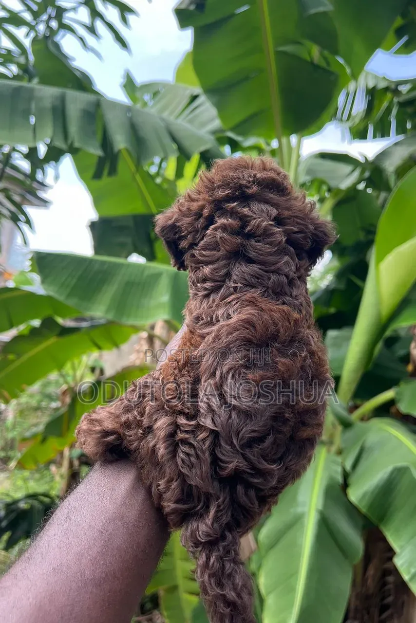1-3 months Female Purebred Poodle
