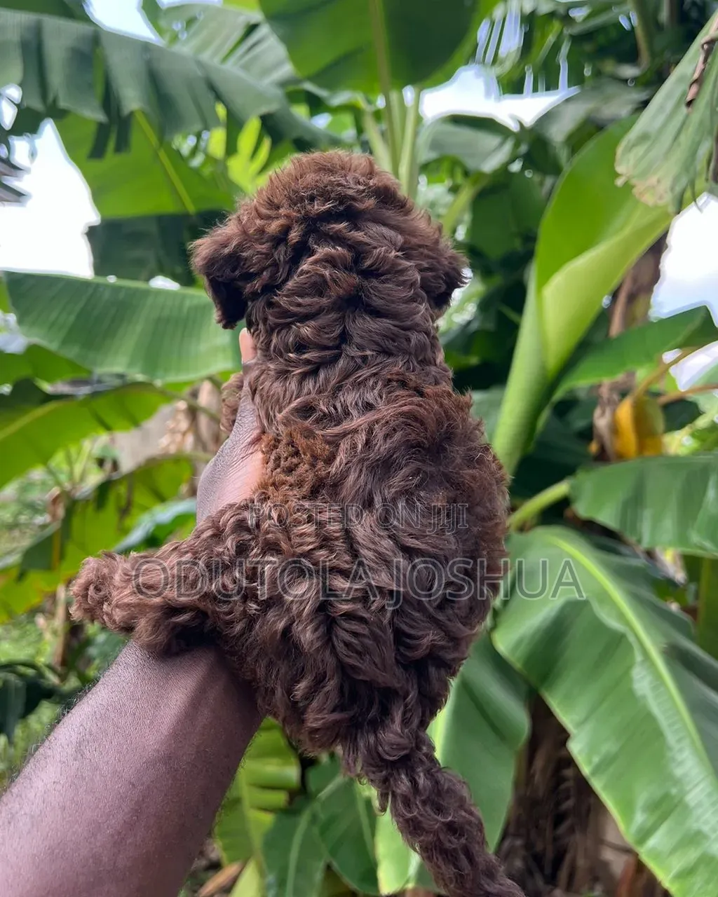 1-3 months Female Purebred Poodle